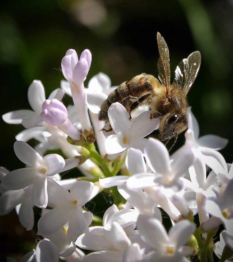 Пчела на сирени. Фотоподиум цветы. Пчела на сирени фото. Время отцвести.