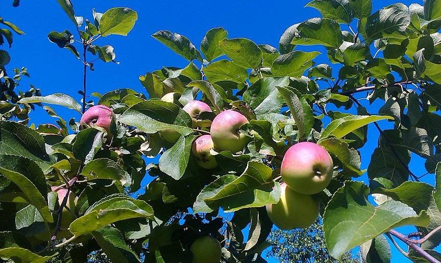Райские яблочки отзывы. Райские яблочки. Райские яблочки растение. Райские яблочки картинки.