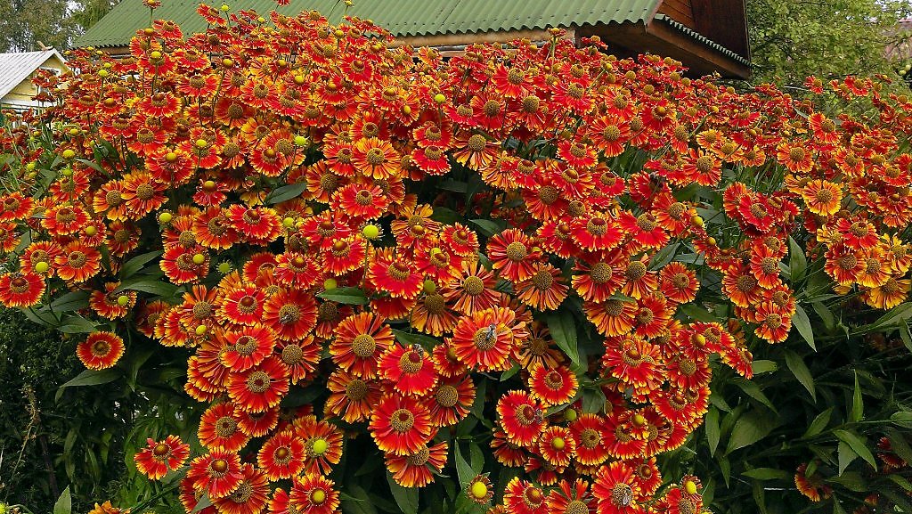 Гелениум Многолетний Купить В Спб Саженцы