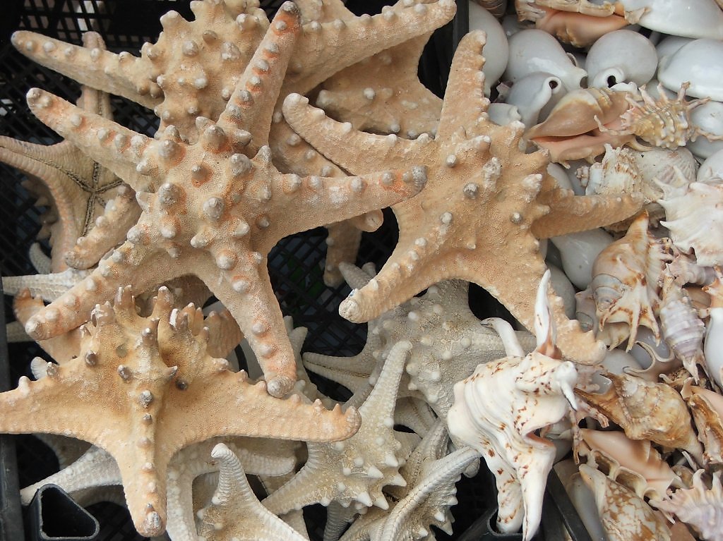Рост морской звезды. Морская звезда. Морская звезда и кораллы. Морские звезды японского моря. Морская звезда Владивосток.