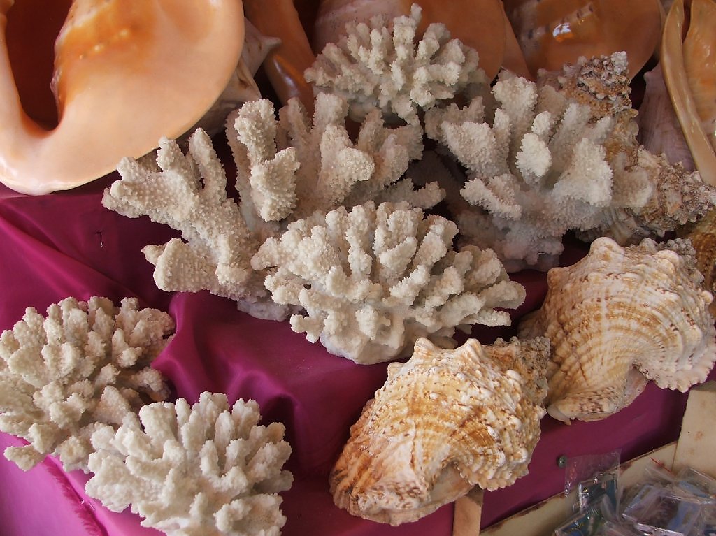 Можно ли вывозить с мальдив. Кораллы и ракушки. Морские раковины и кораллы. Раковина коралл. Коллекция морских раковин.