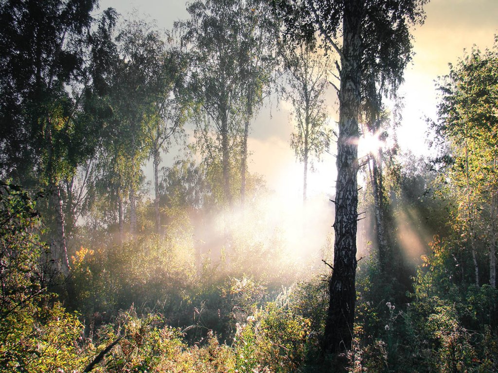 Утро в лесу. Утро в лесу фото. Утро Здравствуй лес. Фото утро в лесу летом.