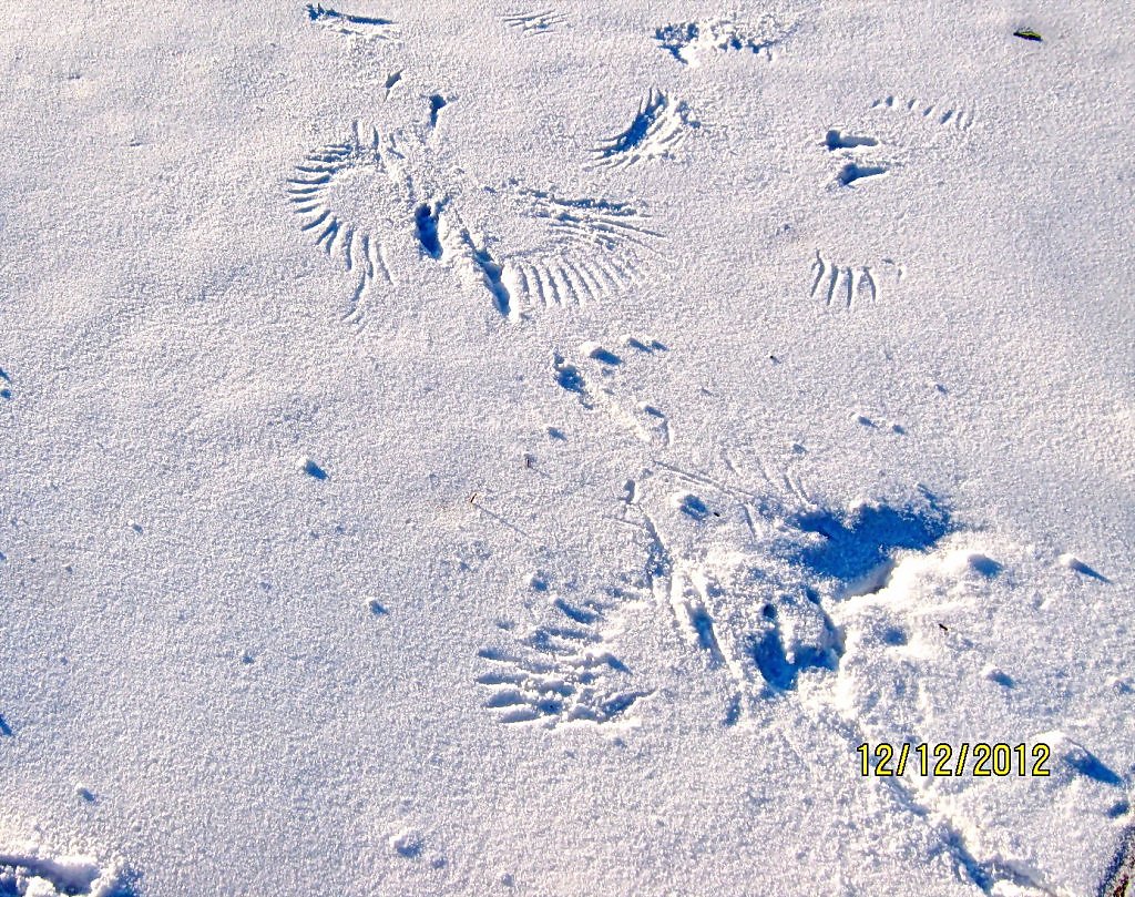 Свежесть следа. Следы животных и птиц на снегу. Следы птиц на снегу. Дорожки следов животных. Звериные следы на снегу.