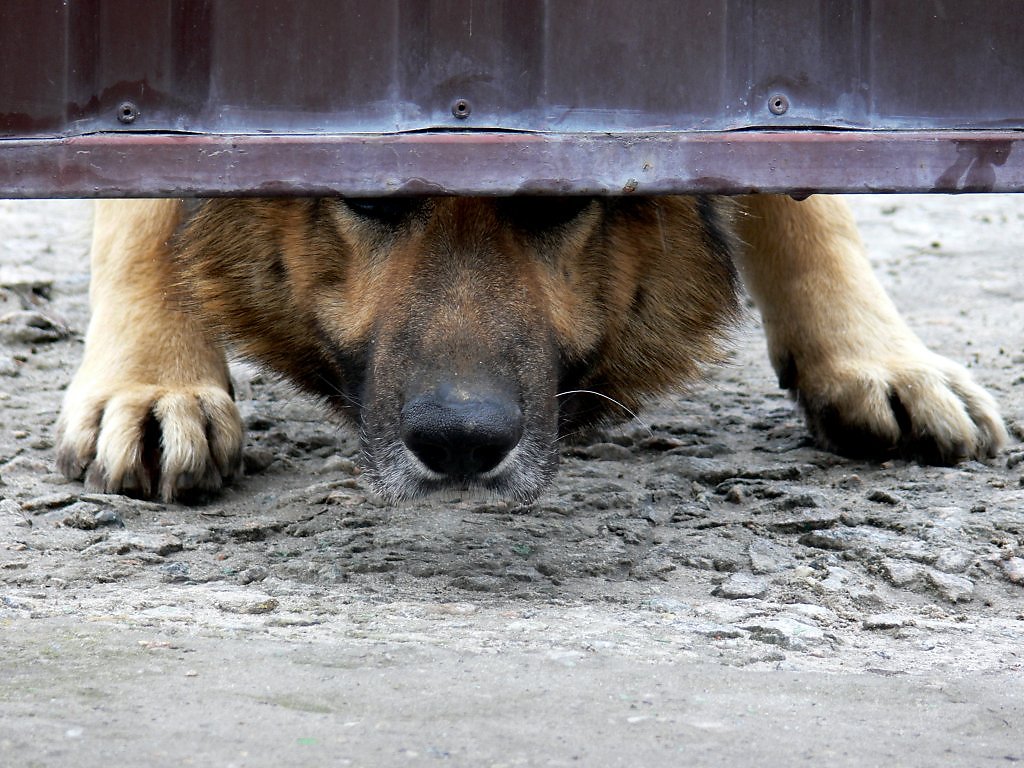 Стоять на стороже. Собака под забором. Собака из под забора. Собака за забором. Собака лает из под забора.