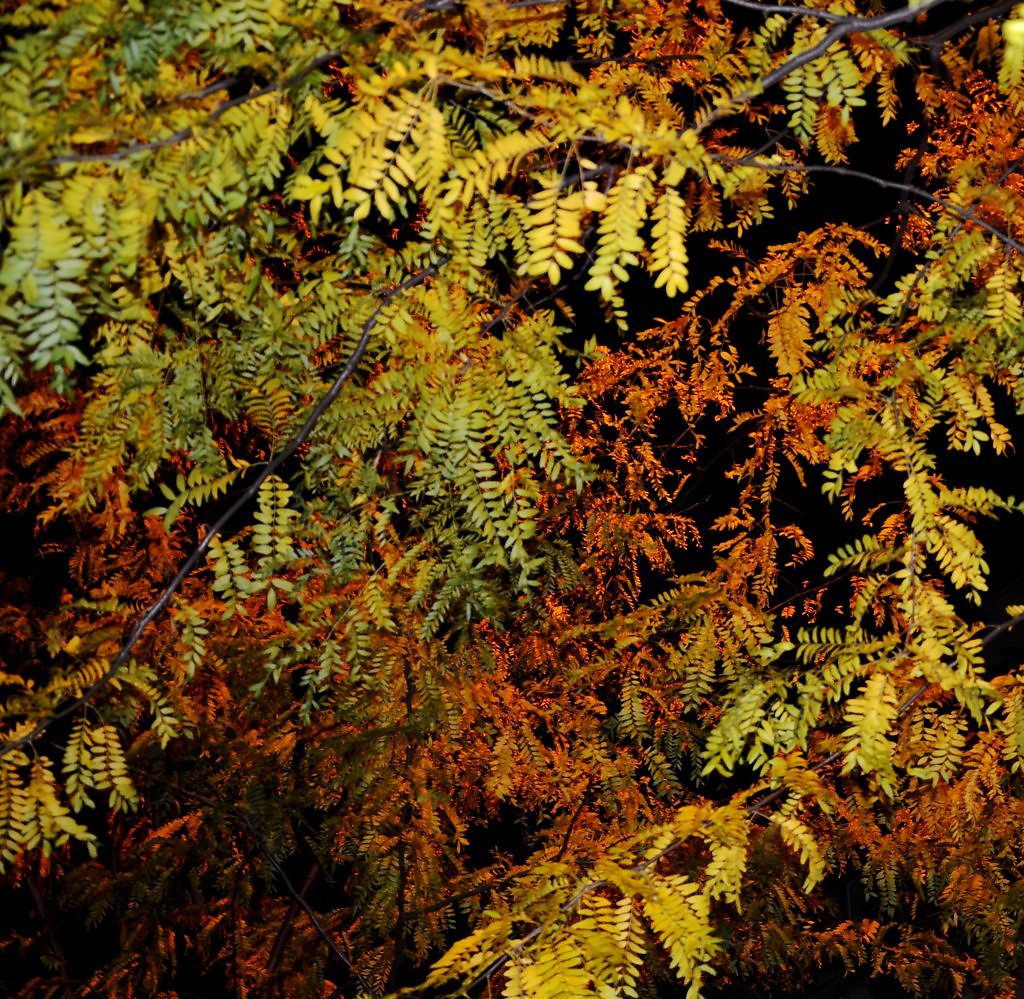 Free Images : nature, branch, sunlight, leaf, flower, orange, botany, season, sh