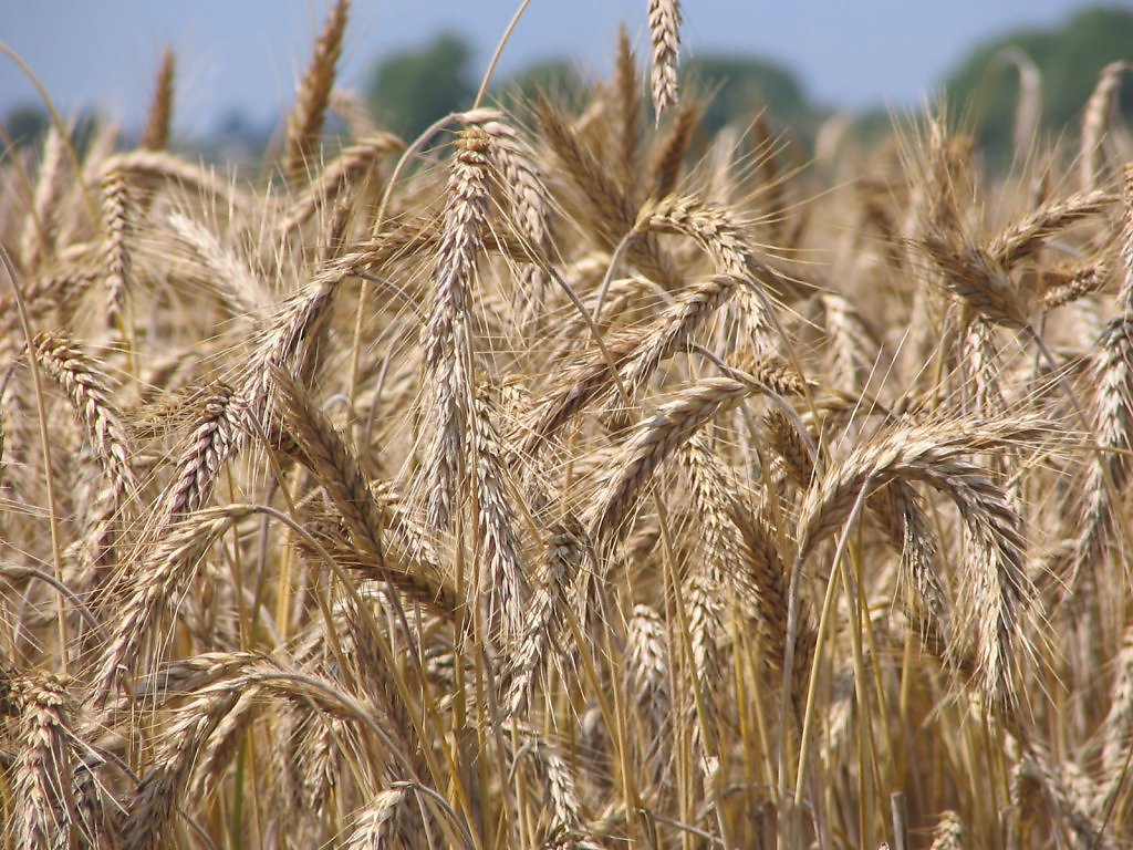 Ой жито жито. Рожь Оренбург. Ставропольский сорт пшеницы Нива. Поспела пшеница. Созревшая пшеница.
