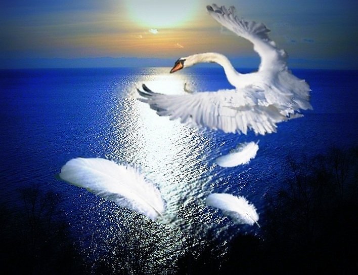 Песня лебедушка выходила. Полет лебедя. Красивые лебеди. Белый лебедь. Белые лебеди в небе.