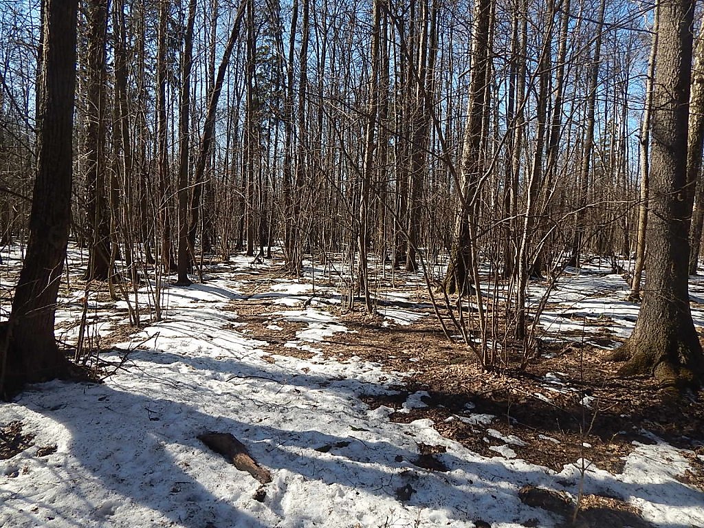 На лесных полянках появляются проталины. Лесная Поляна ранней весной.