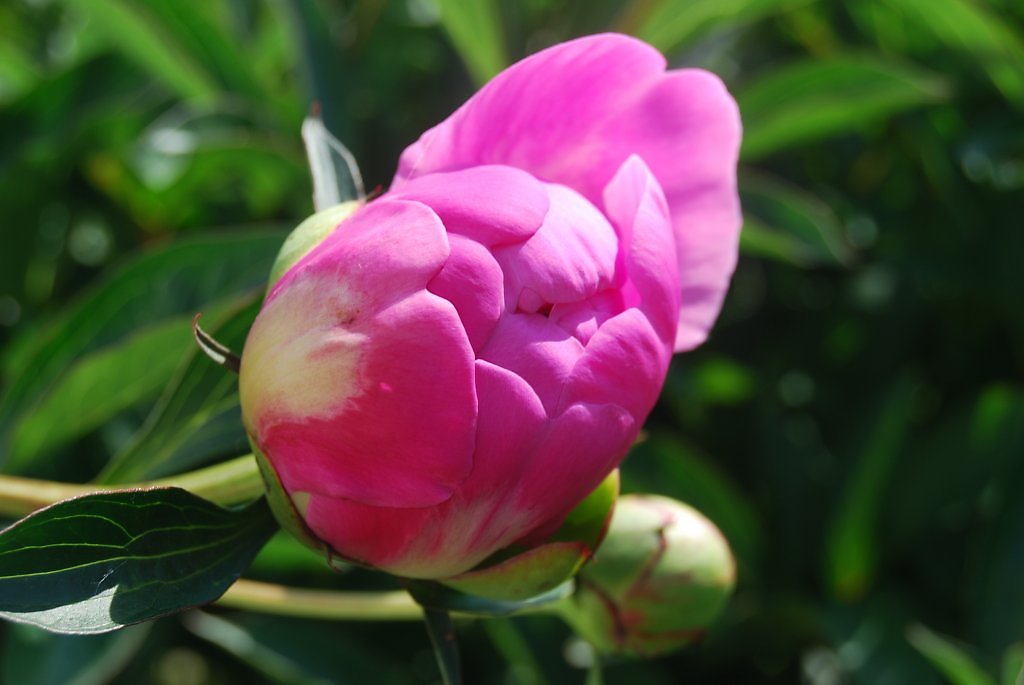 Free Images : nature, blossom, leaf, bloom, spring, green, red, produce, botany,