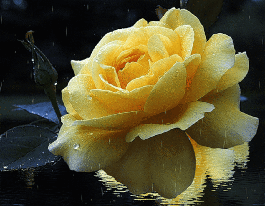 Красивый цветок анимация картинки. Желтые розы. Анимационные цветы. Мерцающие желтые розы. Мерцающие цветы.