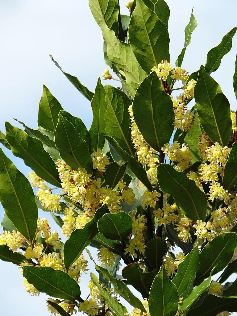 Bay Laurel Laurus nobilis Flower Database