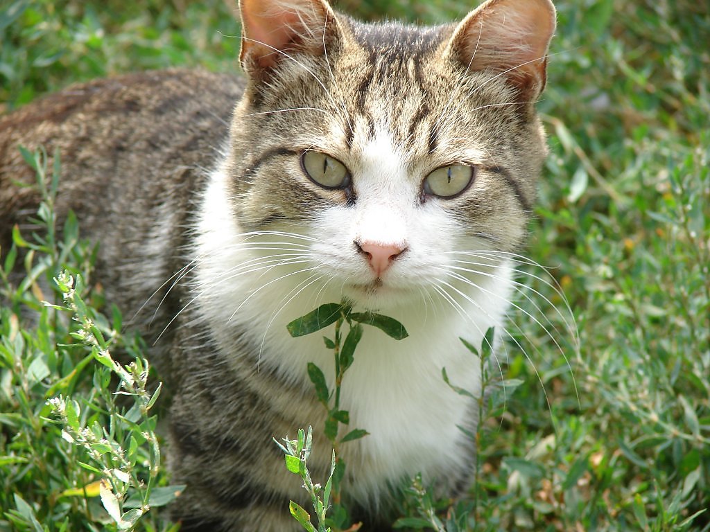 Cat Vasily - photos and pictures - Gorodprizrak