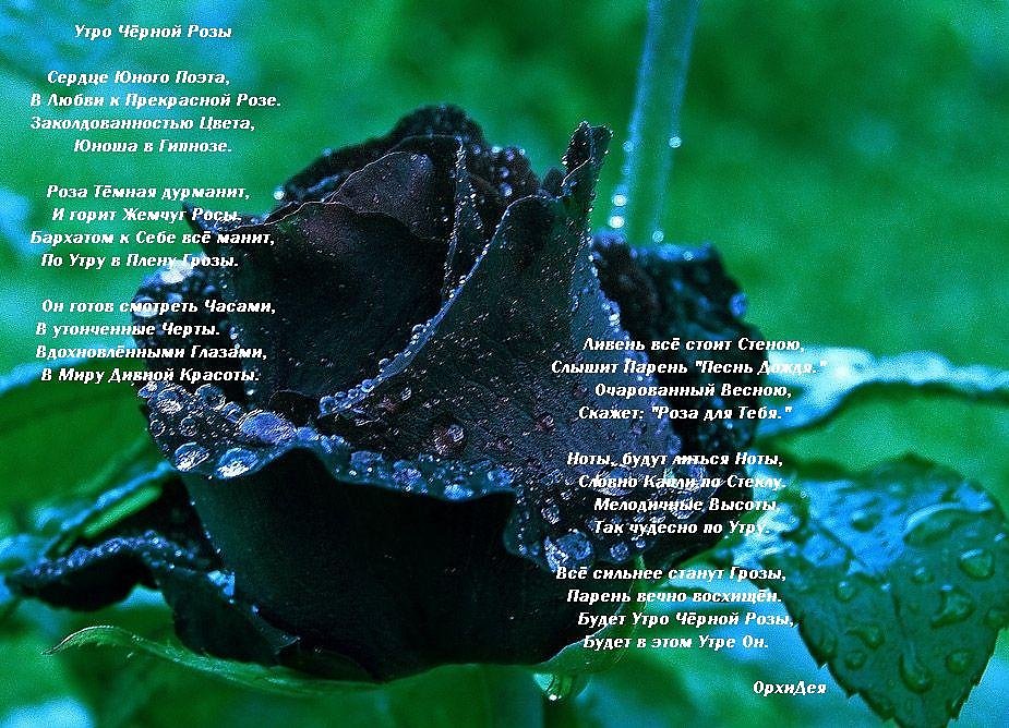 Песня про черных текст. Стихотворение про черную розу. Красивое стихотворение про черную розу. Розы белая и чёрная, стихи.