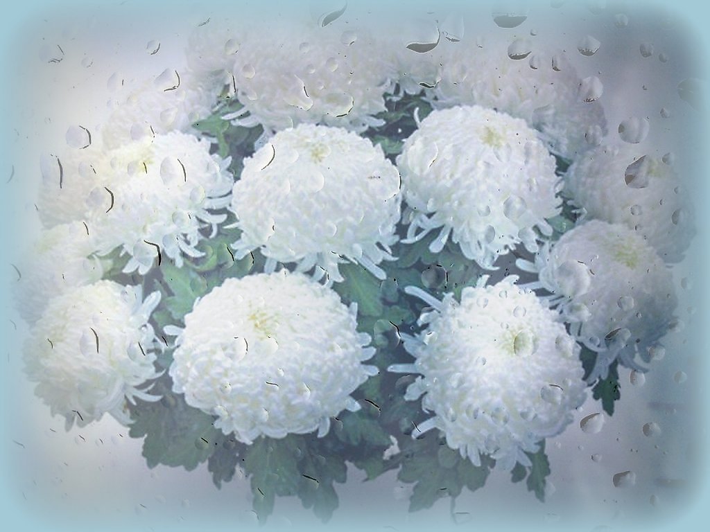 Хризантемы песня текст. Хризантемы в снегу живопись. Зимние хризантемы. Белые хризантемы на окне. Белые хризантемы в снегу.