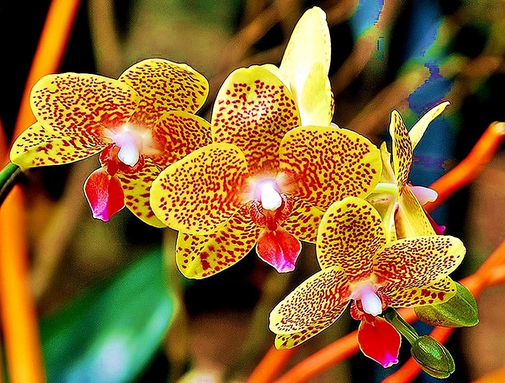 Красно желтая орхидея. Орхидея мультифлора оранжевая в крапинку. Фаленопсис Yellow. Орхидея желтая в крапинку. Фаленопсис оранжевый Сплэш.