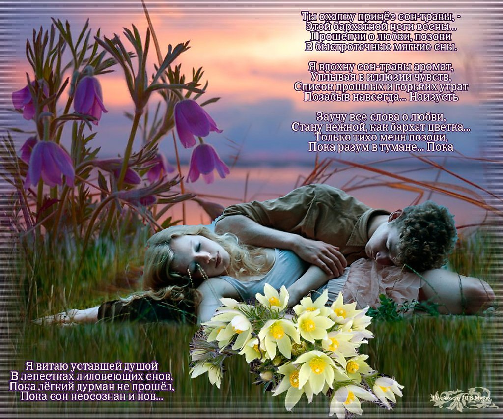 Сон воняю. Сон трава стихи. Сон трава стихотворение. Стихи про сон-траву красивые. Легенда о сон траве.