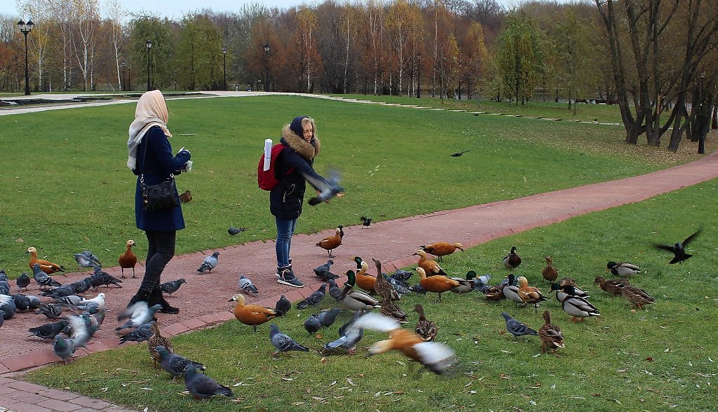 Развлечение птицы. Птицы в городском парке. Птицы в парках города. Птицы в парках Санкт-Петербурга. Кормление птиц в парках.