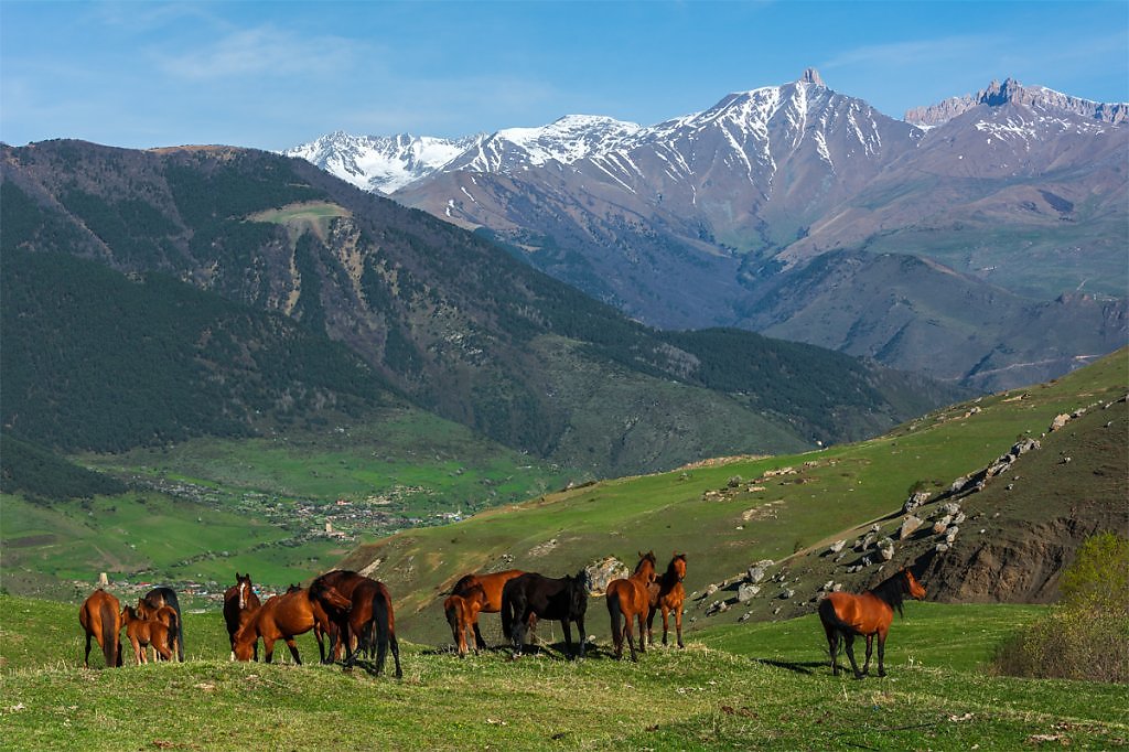 Лошадь в горах кавказа