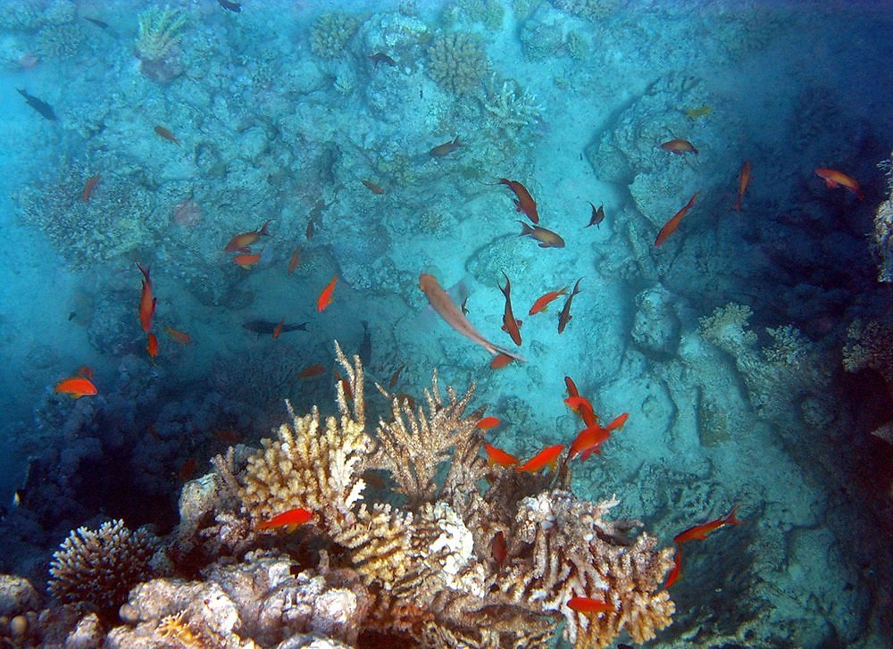 Максимальная глубина красного. Красное море глубина. Подводный мир Нептуна. Морские глубины фото. Горы на морском дне.