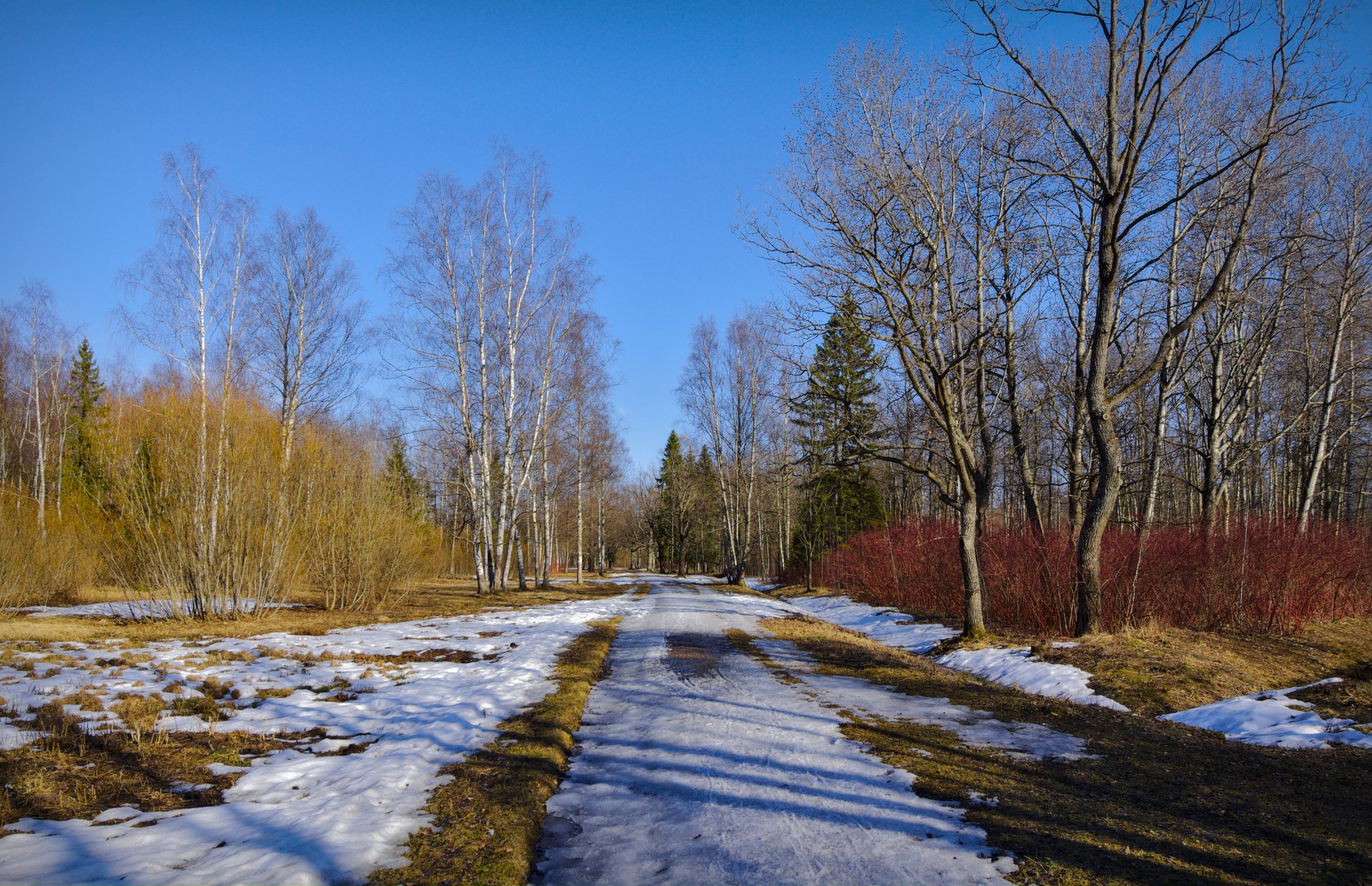 Март в парке