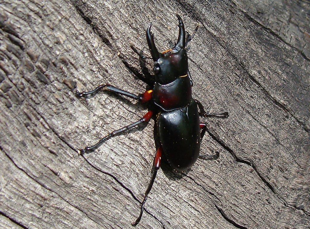Free Images : insect, fauna, invertebrate, close up, animals, insects, macro pho