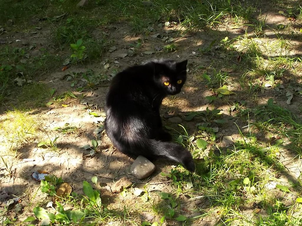 Если черный перейдет песня. Черному коту и не везет. Черный котёнок за деревом. Пушкино Озерная черный кот. Говорят не повезет черный кот.