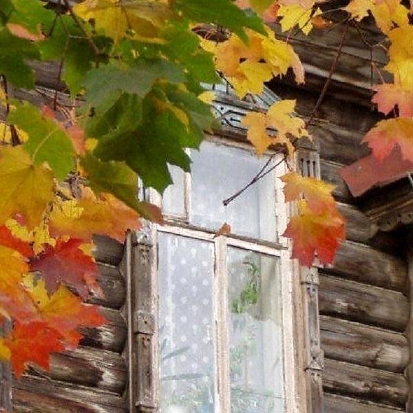 Ветка стучит в окно. Окно осень. Осеннее окошко. Деревня за окном осень. Клён в окне.
