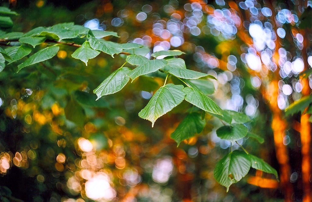 Липа ветви. Ветвь липы. Липовая ветка. Фотоклипарт ветки липы. Липа ветка с листьями.